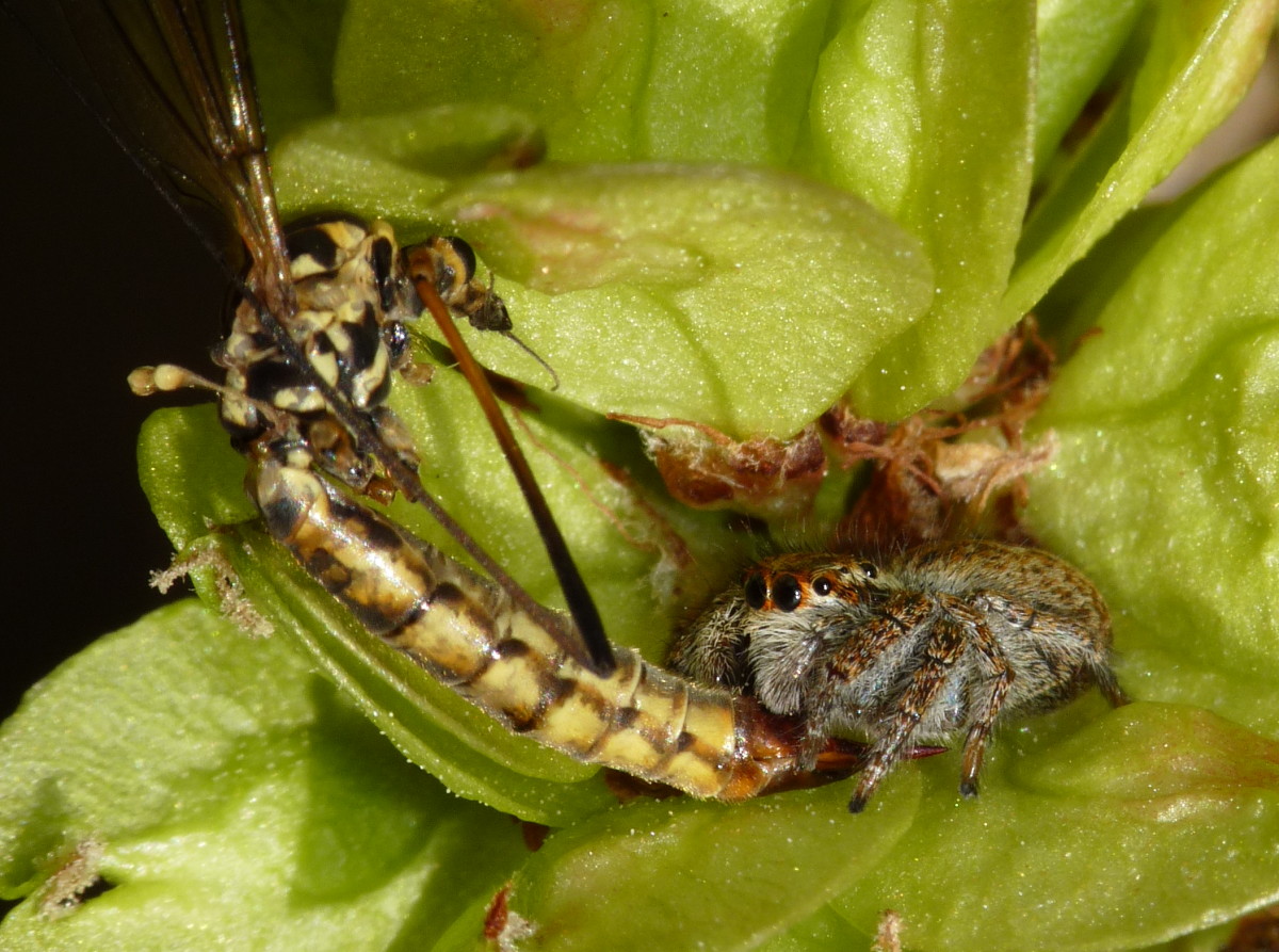 Carrhotus xanthogramma